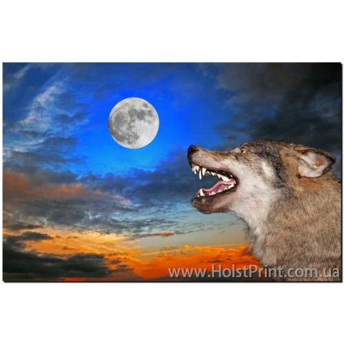 Картина серый волк, ART: ANF888002, , 168.00 грн., ANF888002, , Животные (Фотокартины)